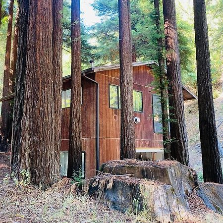 Little House In The Redwoods With A Hot Tub! Lägenhet Garberville Exteriör bild