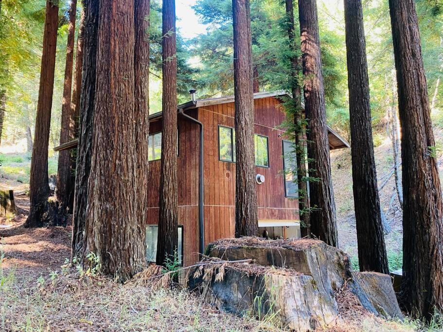 Little House In The Redwoods With A Hot Tub! Lägenhet Garberville Exteriör bild